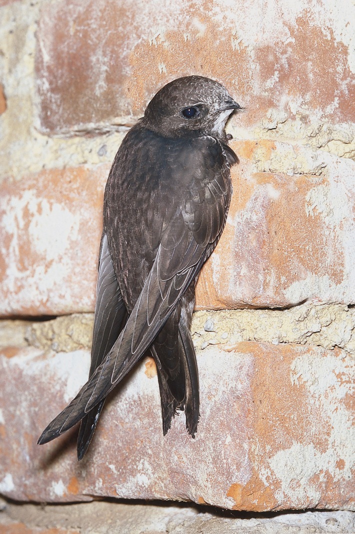 NABU kürt Mauersegler zum "Vogel des Jahres 2003"