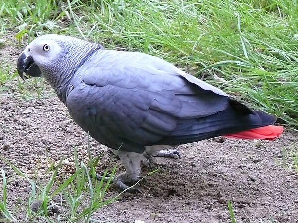 POL-PDWIL: Vermisster Graupapagei