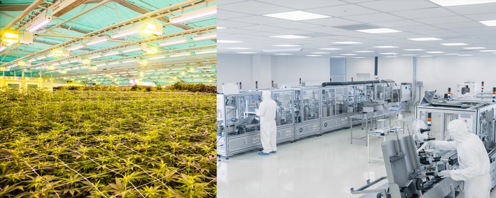 Innovatives Cannabis-Fertigarzneimittel: Weltweit größte Zulassungsstudie gestartet