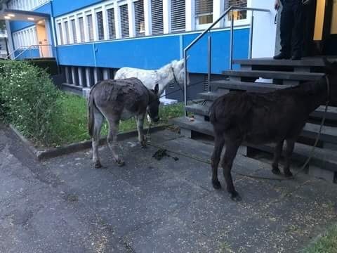 POL-BN: Bad Godesberg: Drei Esel auf Abwegen - Polizeistreifen fingen Ausreißer ein