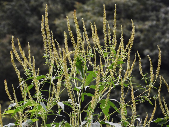 Pollenflug aus dem Wald? / Warum immer mehr Menschen eine Allergie entwickeln