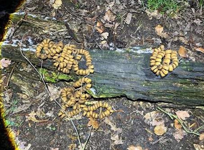 POL-UN: Nachtrag zur Pressemeldung "Warnung vor ausgelegten Giftködern"