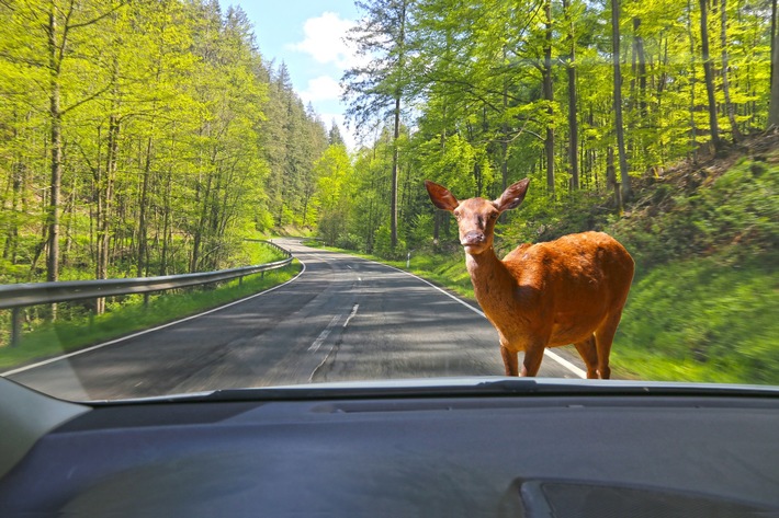 Tiere kennen keine Sommerzeit  - ADAC rät zu angepasster Fahrweise