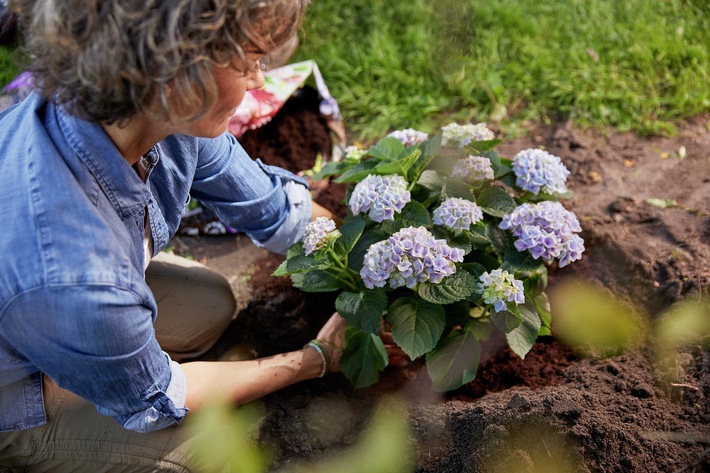 Hortensien: Richtig pflanzen, schneiden und pflegen für eine üppige Blüte