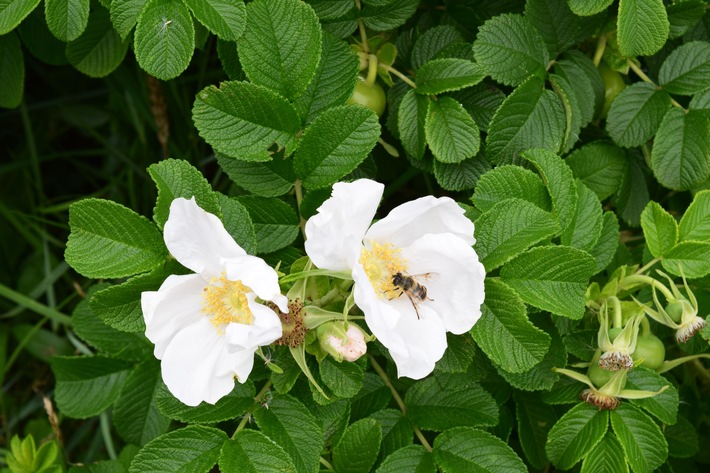 EuG zum Neonikotinoide-Teilverbot: Insektenschutz steht vor wirtschaftlichen Interessen