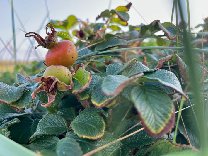 Wilde Früchte