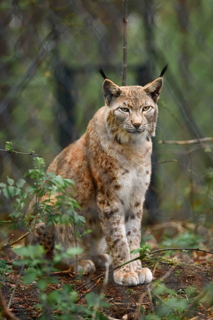 1.000 Klangbeutel lassen Spenden-Euros rollen: Erfolgreiche HörPartner-Hilfsaktion für die Tiere im Wildpark Schorfheide
