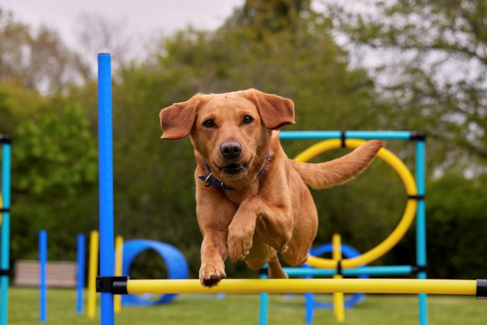 Ausgeglichen statt aufgedreht / So bleiben aktive Hunde mental und körperlich in Balance