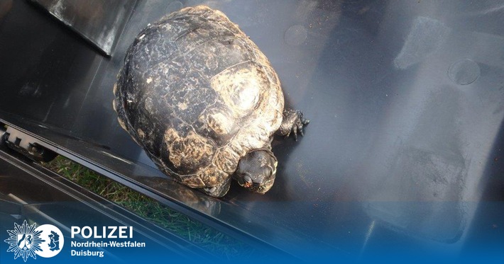 POL-DU: Walsum: Schmuckschildkröte sucht ihr Zuhause
