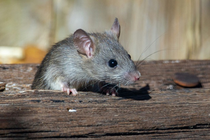 Medienmitteilung: Verkaufsverbot von Nagergiften mit Gerinnungshemmern als Wirkstoff an private Haushalte - STS begrüsst Entscheidung als wichtigen Schritt im Tierschutz