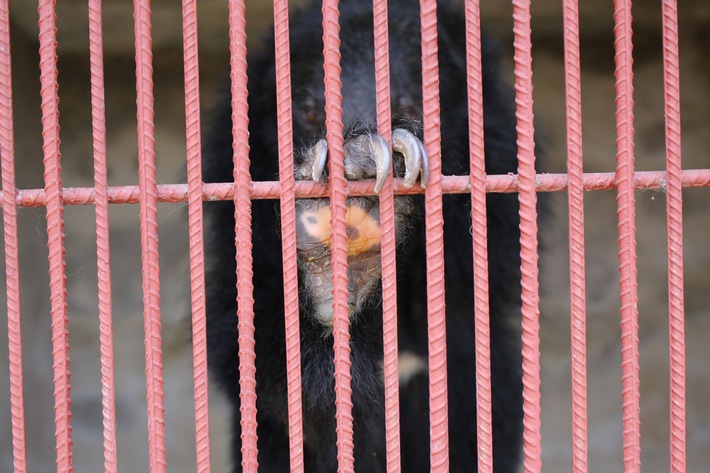 Au Vietnam, une coalition d&#039;organisations urge Hanoi de mettre fin à l&#039;élevage d&#039;ours à bile