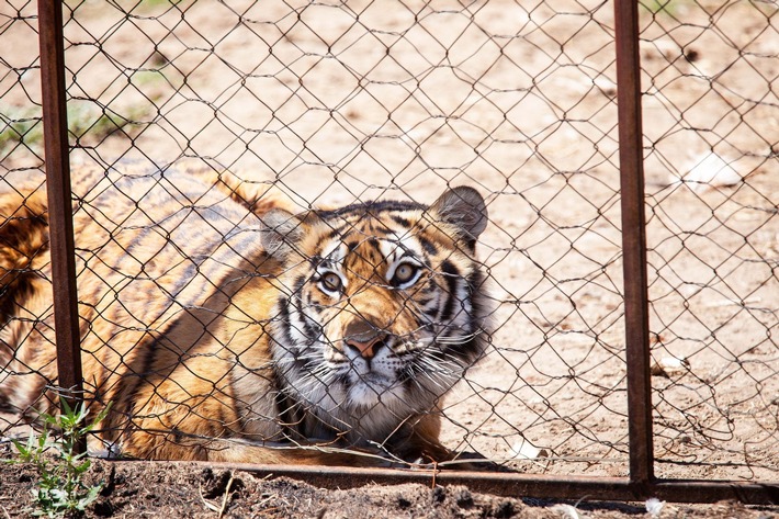 Das Jahr des Tigers? Neuer VIER PFOTEN Bericht enthüllt Südafrikas Schlüsselrolle im grausamen globalen Grosskatzenhandel