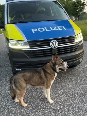 POL-HRO: Freilaufender Hund an der BAB 20