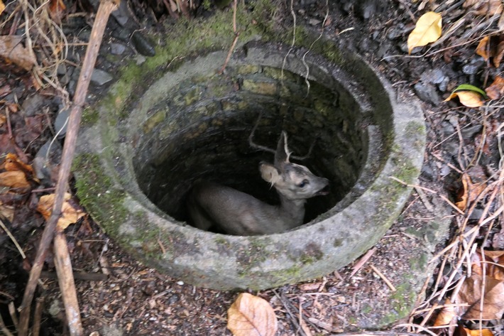 FW-DO: Tierrettung // Junges Reh aus Kanalschacht befreit