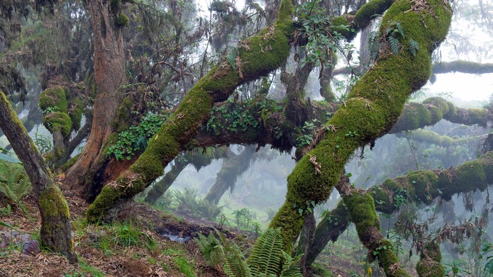 Der Wald im Bale-Mountains-Nationalpark in Äthiopien ist ein enorm wichtiger Wasserspeicher. Weiterer Text über ots und www.presseportal.de/nr/7840 / Die Verwendung dieses Bildes ist für redaktionelle Zwecke honorarfrei. Veröffentlichung bitte unter Quellenangabe: "obs/ZDF/Axel Gomille" Der Wald im Bale-Mountains-Nationalpark in Äthiopien ist ein enorm wichtiger Wasserspeicher. Weiterer Text über ots und www.presseportal.de/nr/7840 / Die Verwendung dieses Bildes ist für redaktionelle Zwecke honorarfrei. Veröffentlichung bitte unter Quellenangabe: "obs/ZDF/Axel Gomille"