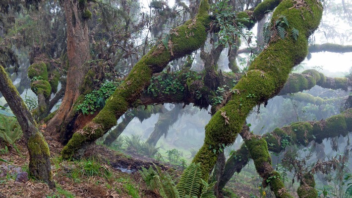 Der Wald im Bale-Mountains-Nationalpark in Äthiopien ist ein enorm wichtiger Wasserspeicher. Weiterer Text über ots und www.presseportal.de/nr/7840 / Die Verwendung dieses Bildes ist für redaktionelle Zwecke honorarfrei. Veröffentlichung bitte unter Quellenangabe: "obs/ZDF/Axel Gomille"