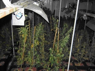 POL-REK: 740 Cannabispflanzen sichergestellt - Kerpen
