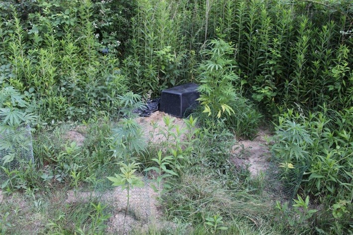 POL-KR: Fischeln: Cannabisplantage in Waldstück entdeckt - Zeugen gesucht