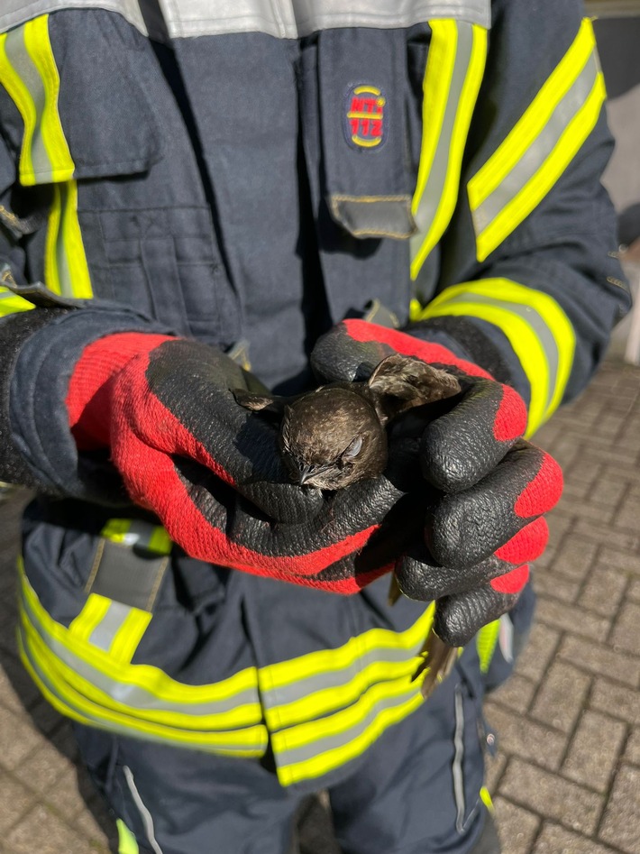 FW Celle: Vogel aus Dachrinne gerettet