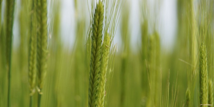 Große Unterschiede in der Proteinzusammensetzung von fünf Weizenarten