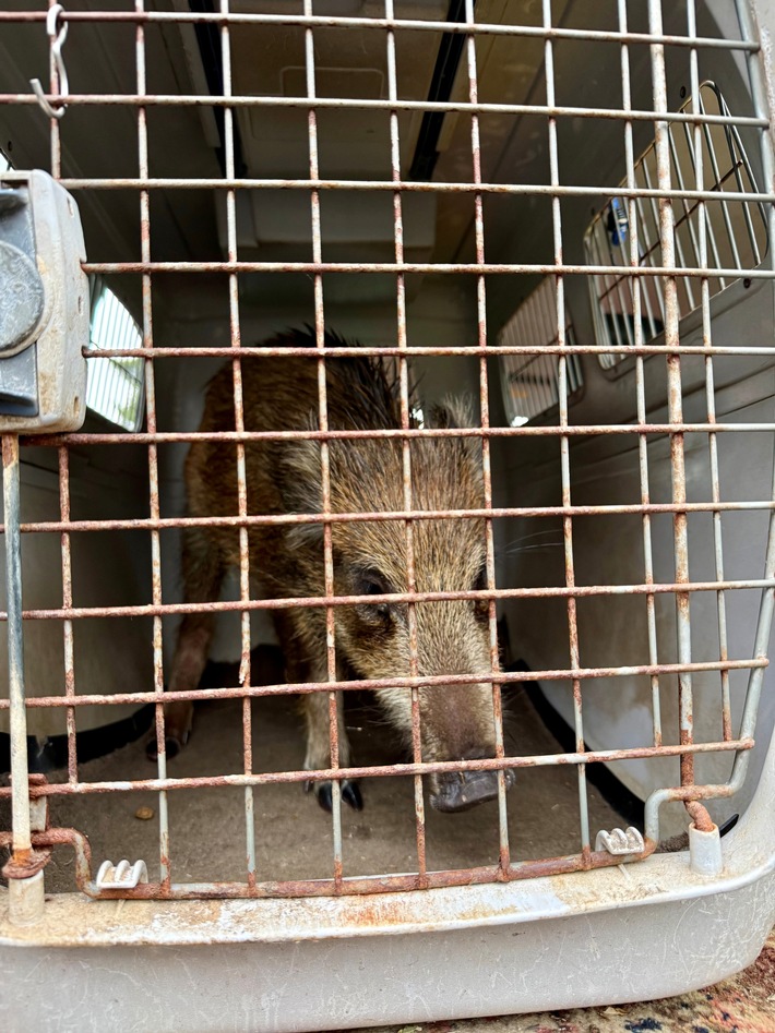 POL-KN: (Bodman-Ludwigshafen, Lkr. Konstanz) Frischling on Tour - kleines Wildschwein legt Verkehr lahm (09.10.2025)
