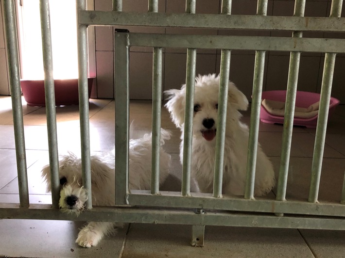 POL-ME: Polizei ermittelt wegen illegalem Verkauf von Hundewelpen - Ratingen - 2108143
