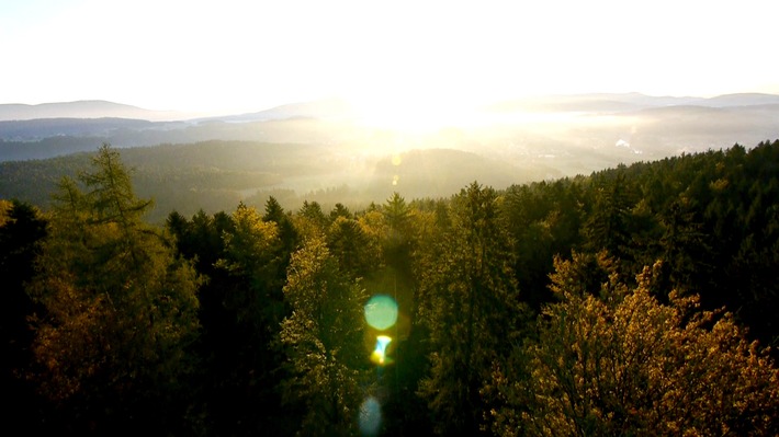 Waldmedizin: "planet e." im ZDF über die Kraft der Bäume (FOTO)