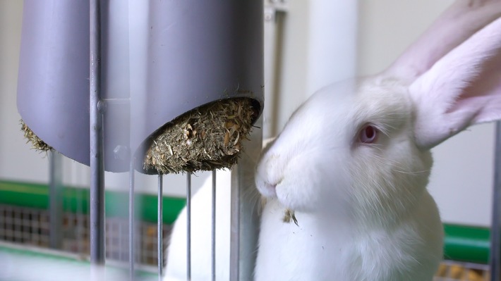 Kaufland stellt bundesweit einmaliges Kaninchen-Projekt vor /
Wie können Tierkomfort und Umweltschutz mit Wirtschaftlichkeit verbunden werden?
