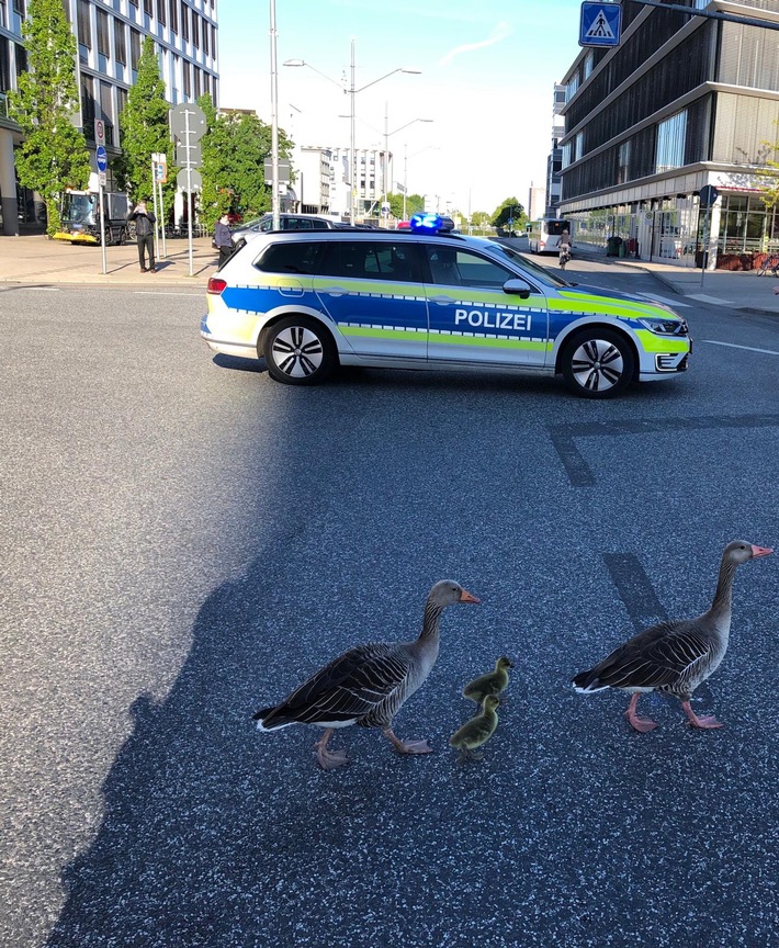 POL-WOB: Gänsefamilie gerettet