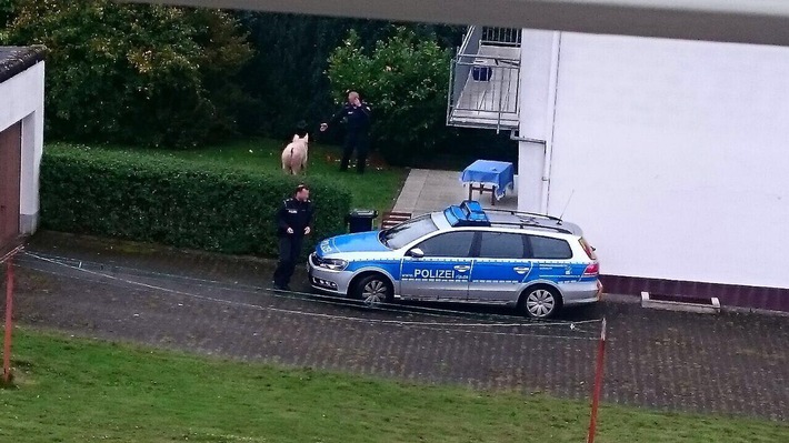 POL-PPTR: Schwein gehabt - Ein Polizeieinsatz der anderen Art