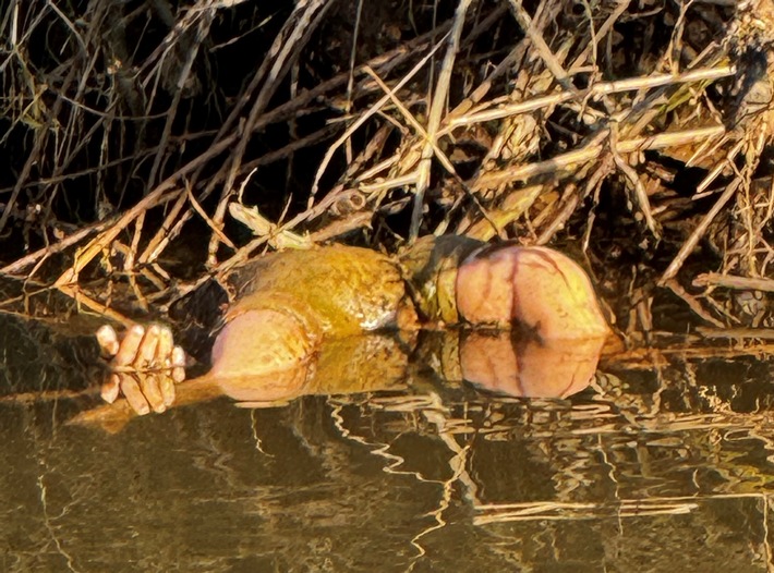 POL-DA: Breuberg-Hainstadt: Hand ragt aus dem Wasser/"Grausiger" Fund entpuppt sich als Puppe