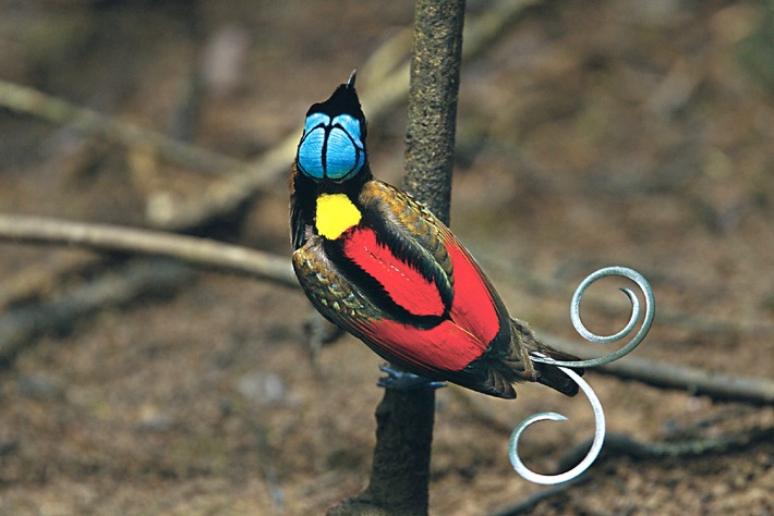 Paradiesische Vielfalt: NATIONAL GEOGRAPHIC DEUTSCHLAND zeigt erstmals alle 39 Arten der Paradiesvögel (BILD)