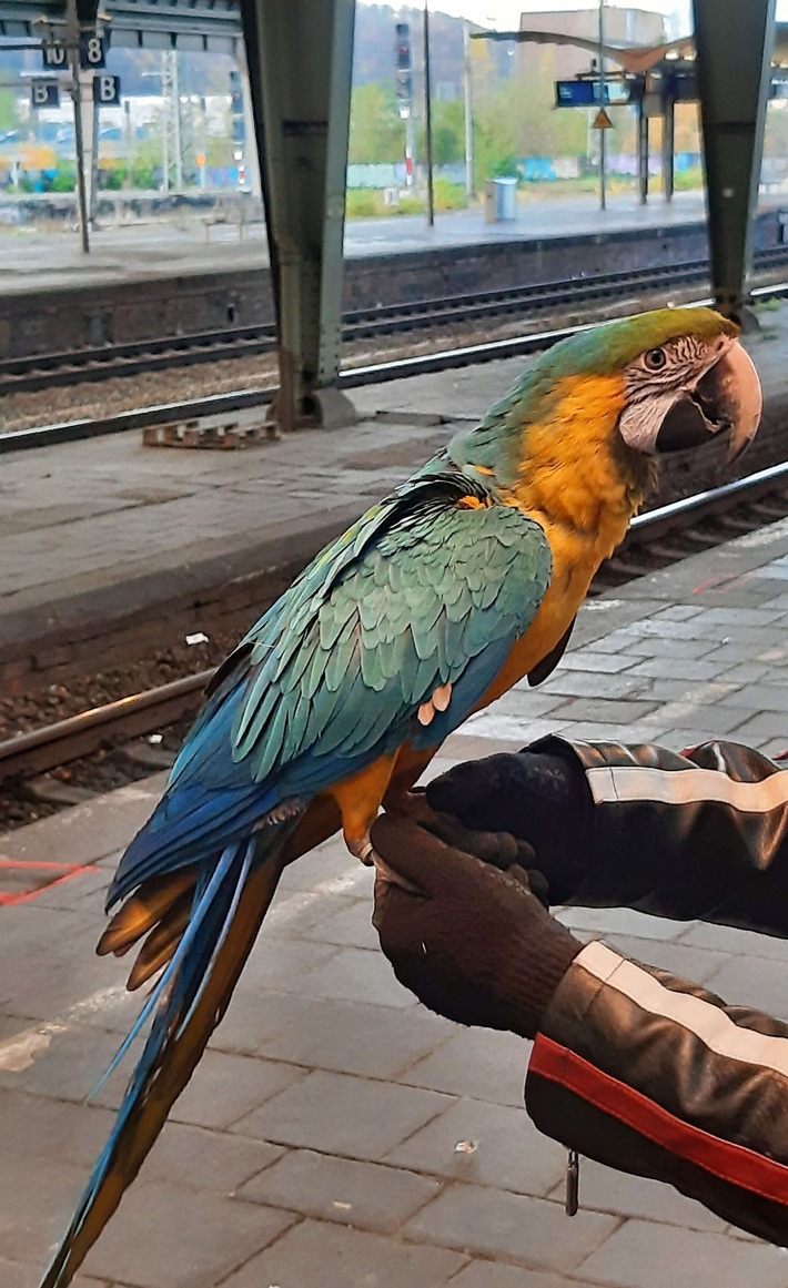 BPOL NRW: Bundespolizei stellt entflogenen Papagei im Hauptbahnhof Hagen sicher