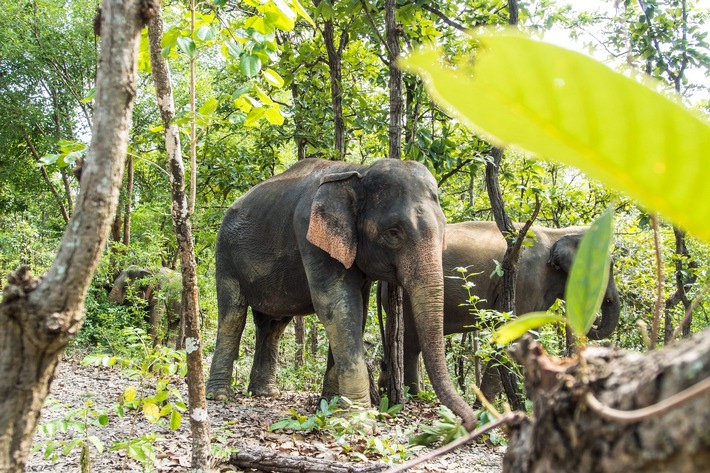 World Elephant Day 2021: GNF weist Wege aus dem Dickhäuter-Dilemma am Himalaya