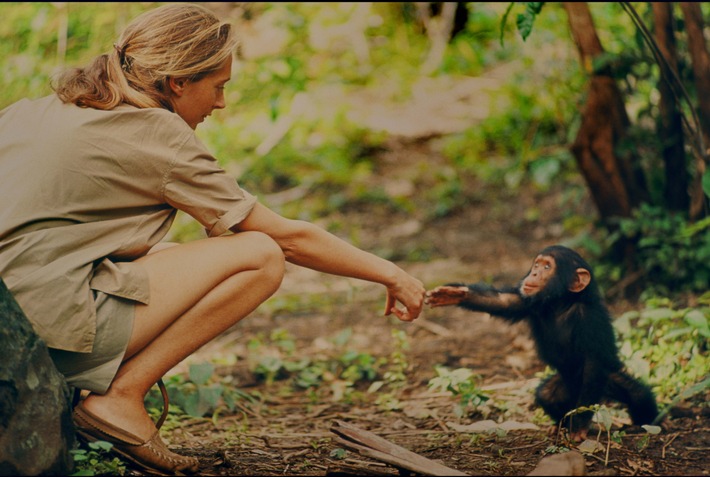 National Geographic zeigt mit &quot;Jane&quot; bisher unveröffentlichtes Filmmaterial aus dem Leben der berühmten Primatenforscherin