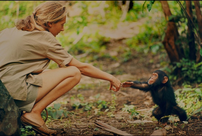 National Geographic zeigt mit "Jane" bisher unveröffentlichtes Filmmaterial aus dem Leben der berühmten Primatenforscherin