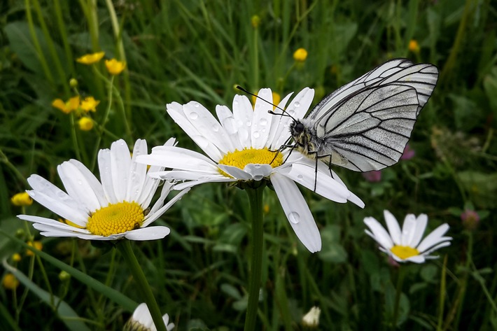 Wandern im Tal der Schmetterlinge - BILD