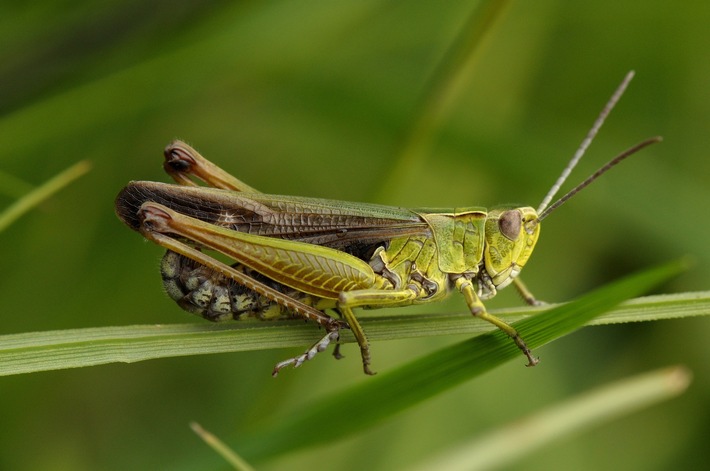 Lebensraumverfügbarkeit und Erderwärmung bestimmen Veränderungen der Heuschreckenfauna: Neue Biodiversitäts-Studie von Ökologen der Universität Osnabrück