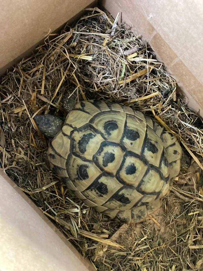 POL-DA: Ober-Ramstadt: Schildkröte gerettet / Besitzer weiterhin gesucht