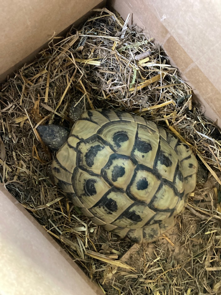 POL-DA: Ober-Ramstadt: Schildkröte gerettet / Besitzer weiterhin gesucht
