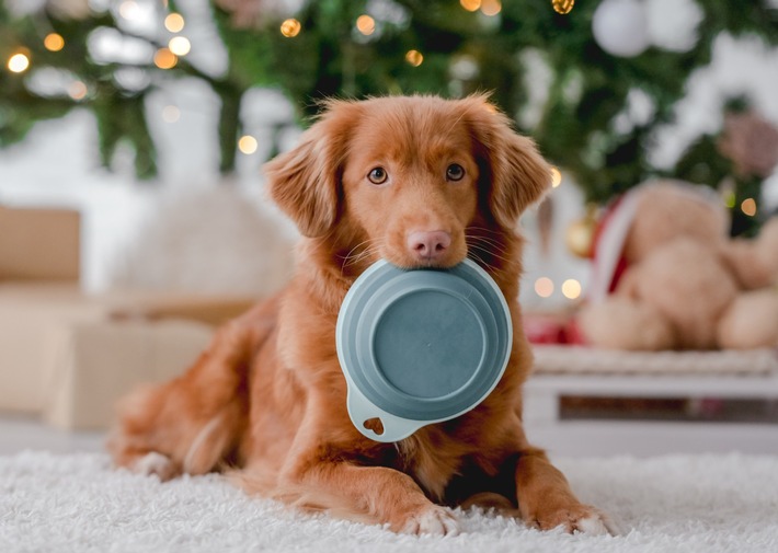 Weihnachten mit Heimtieren: Diese Lebensmittel sind tabu