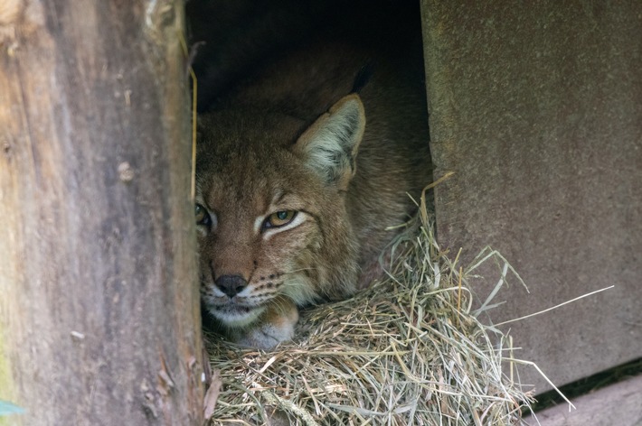 Erster Luchs-Nachwuchs seit über 25 Jahren