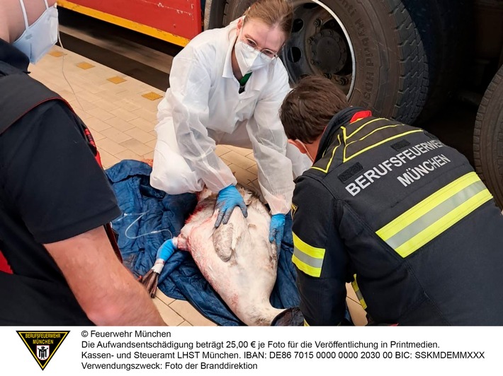 FW-M: Feuerwache wird kurzerhand zur Tierklinik (Olympiapark/ Schwanthalerhöhe)