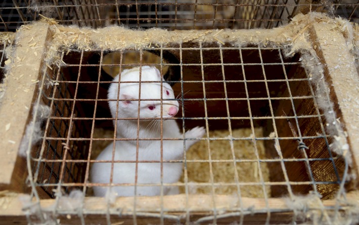 Nationalrat votiert für Pelzimportverbot / Stellungnahme Schweizer Tierschutz STS zum Nationalratsentscheid vom 13. Dezember 2021