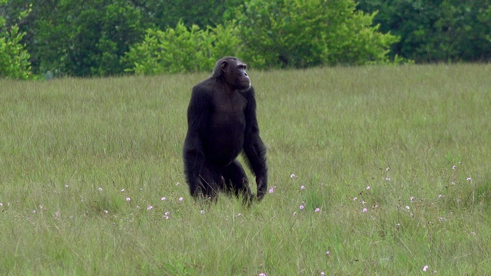 Erstmals tödlicher Angriff von Schimpansen auf Gorillas beobachtet: Team um Osnabrücker Kognitionsbiologin untersucht nun Einflüsse von Nahrungskonkurrenz und Klimawandel