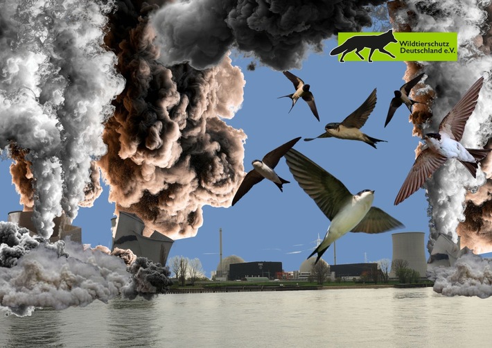 Artenschutzverstoß: RWE nimmt Auslöschung einer der bedeutendsten Mehlschwalben-Kolonien bei geplanter Sprengung am AKW Biblis billigend in Kauf