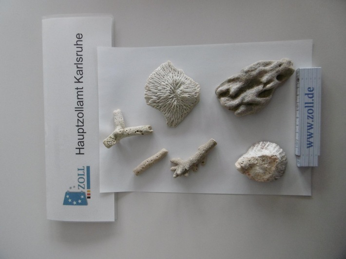 HZA-KA: Zoll findet eine vom Aussterben bedrohte Steinkoralle in einem Postpaket