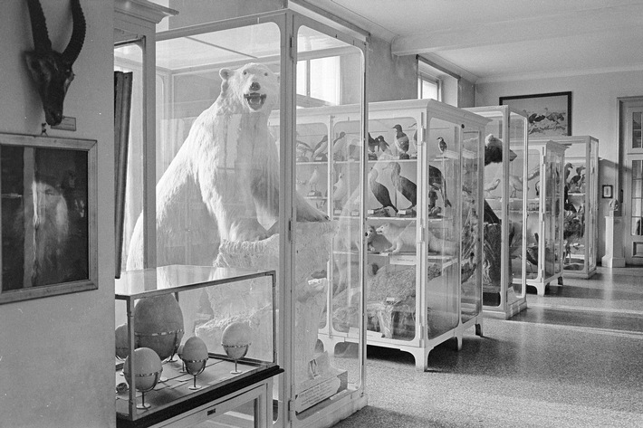 Neue Sonderausstellung "TIERISCH ALT - 200 Jahre Naturmuseum Solothurn"