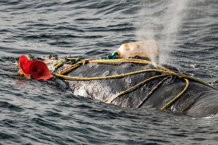 Hummerhandel zwischen EU und USA gefährdet den bedrohten Nordatlantischen Glattwal