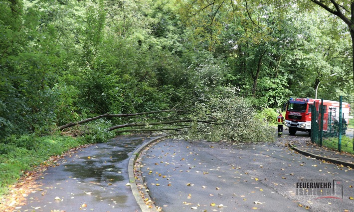 FW-MK: Umgestürzter Baum